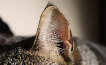 oreille-chat-074715.jpg