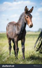 stock-photo-mules-enjoying-pasture-life-699117184.jpg