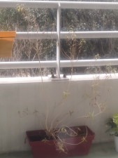 Verveine sur balcon (2).jpg