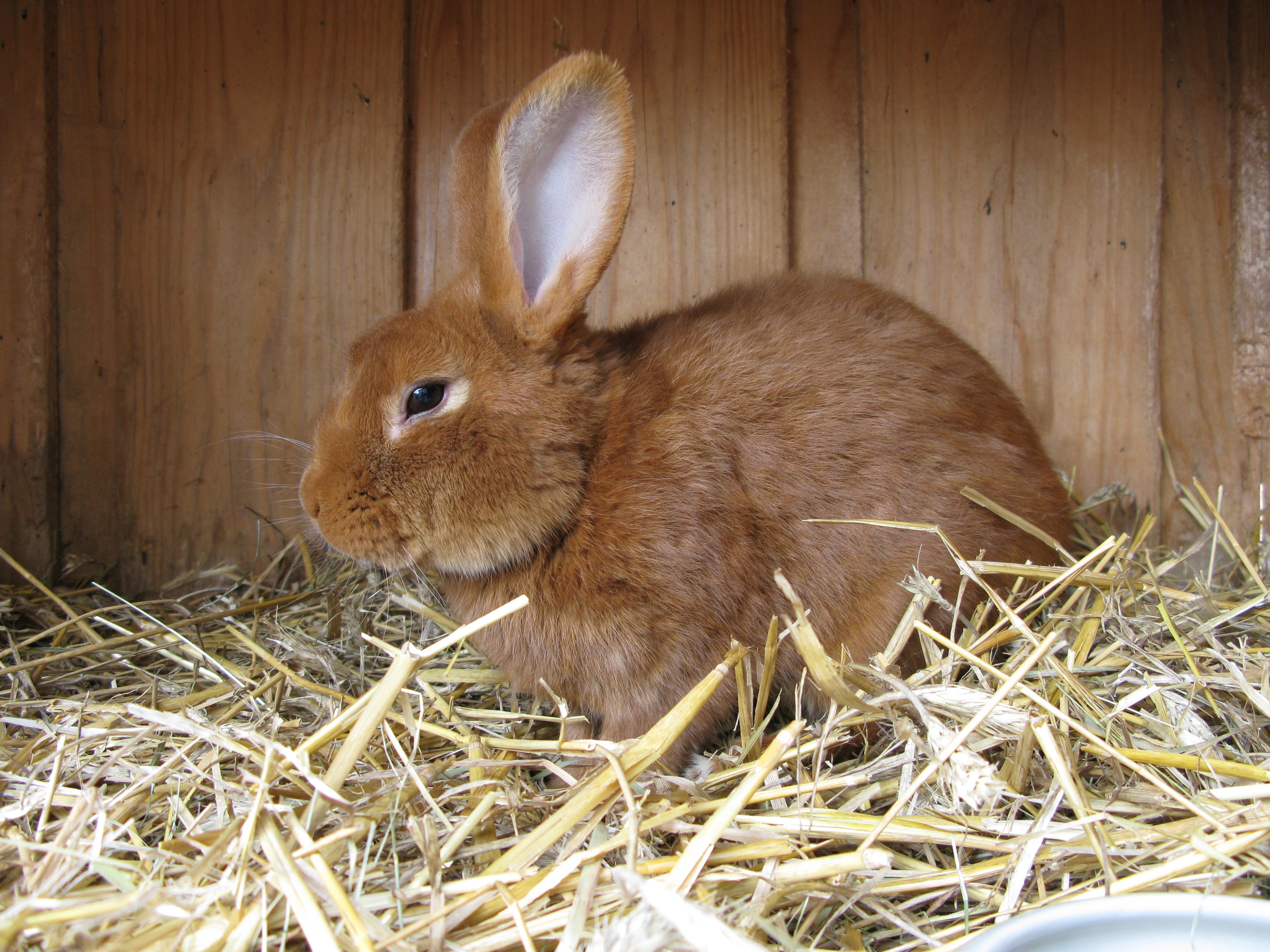 Fauve